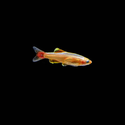 CLOUD MOUNTAIN MINNOW TETRA 3cm