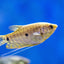 GOURAMI MIX 6cm