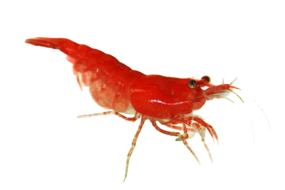 Red Cherry Shrimp 3PCS Combo Deal