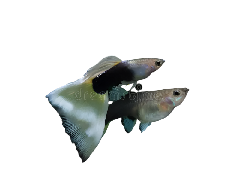 white tuxedo guppy pair