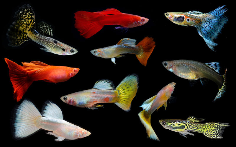 GUPPY FISH MIX MALE 3cm