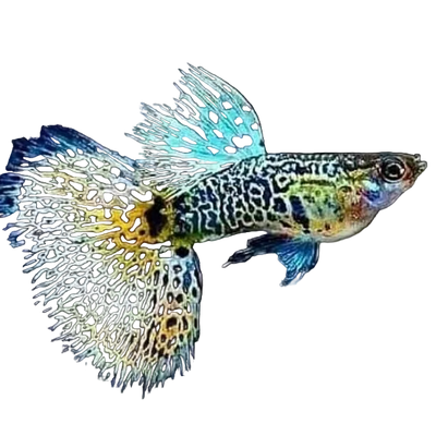YELLOW TIGER KING COBRA SPECIAL GUPPY PAIR