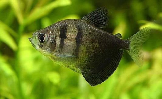 BLACK WIDOW TETRA