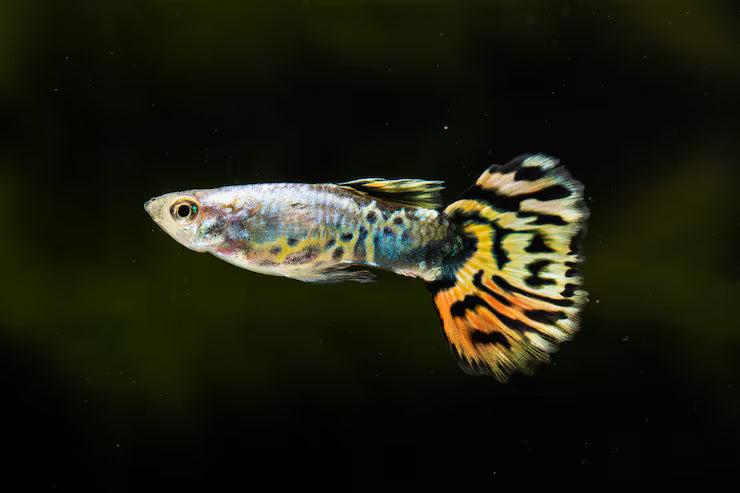 Guppy Male 4PCS Combo Deal (Mix)