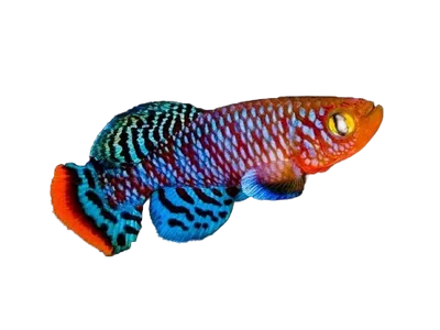 Killi Fish