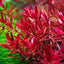 Growow Rotala rotundifolia HRA