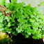 Hydrocotyle Tripartita Japan Pot Plant