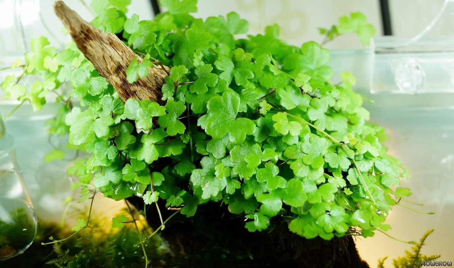 Hydrocotyle Tripartita Japan Pot Plant