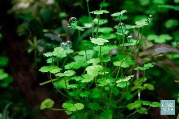 Hydrocotyle Tripartita Japan Pot Plant