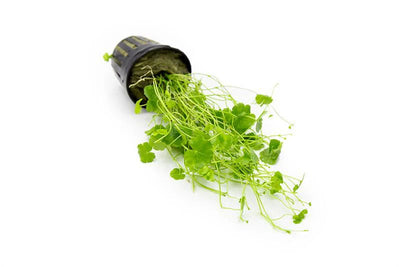 Hydrocotyle Sibthorpioides Pot Plant