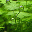 Hydrocotyle Tripartita Japan Pot Plant