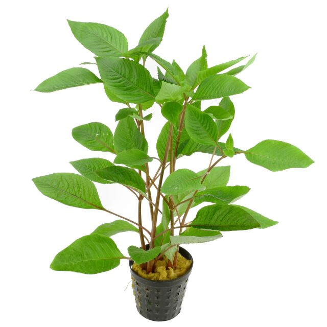 نبات وعاء Hygrophila Corymbosa