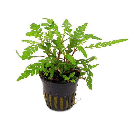HYGROPHILA 'PINATIFIDA' POT PLANT