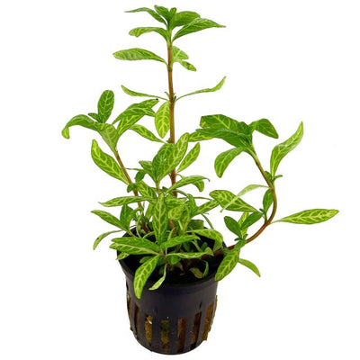 Hygrophila Polysperma Pot Plant