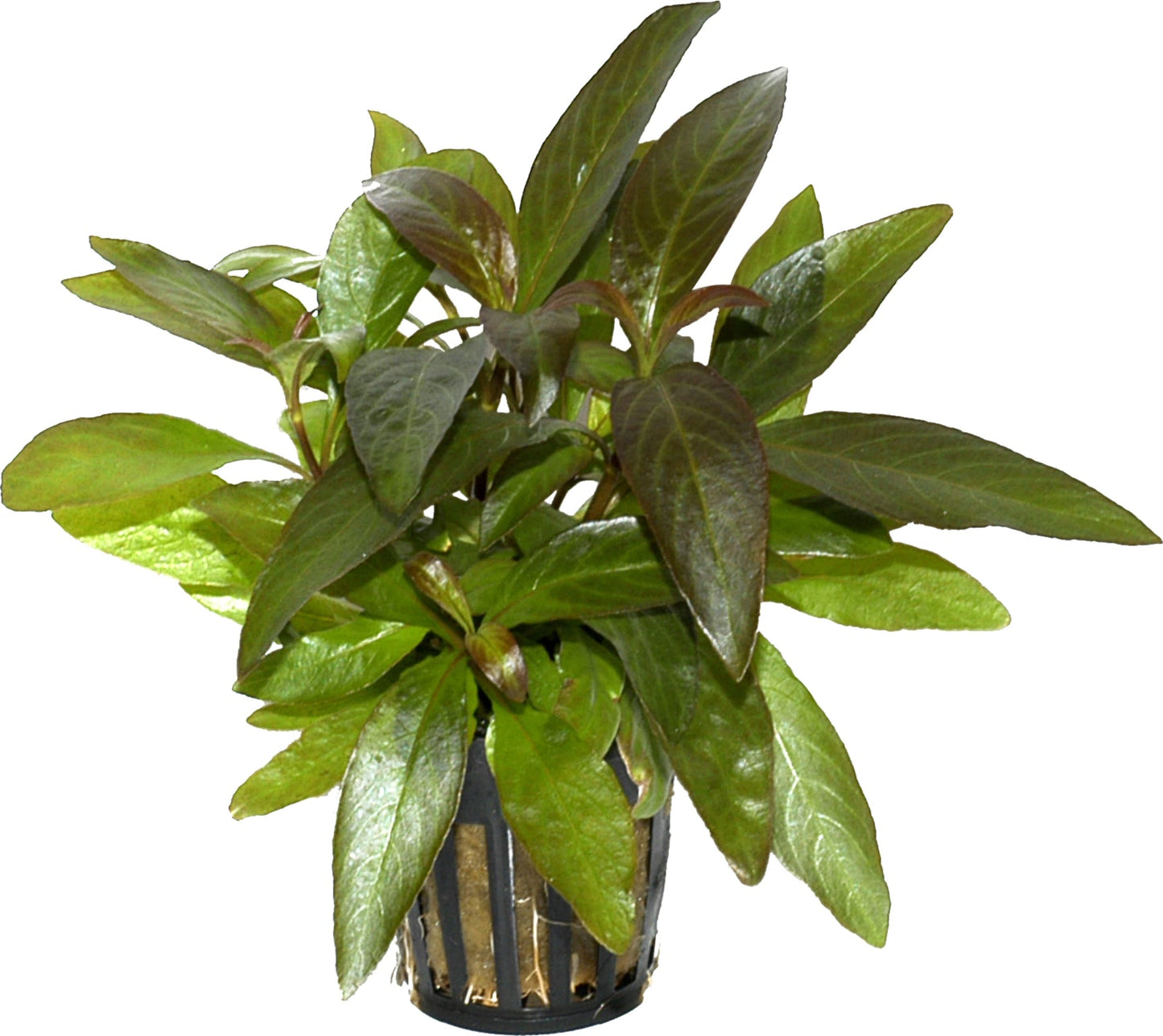 نبات وعاء Hygrophila Corymbosa