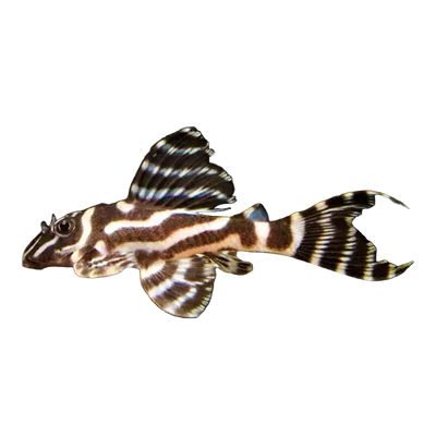Hypancistrus cf. seideli L1-73 Pleco