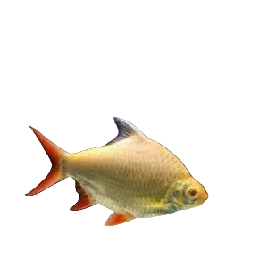 Golden Tinfoil Barb