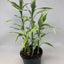 DRACENA SANDRIYANA VICTORIA POT PLANT