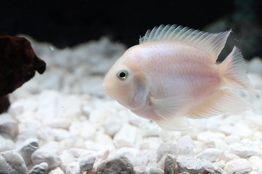 WHITE POLAR PARROT