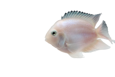 White Polar Parrot