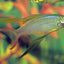 THREADFIN RAINBOW FISH