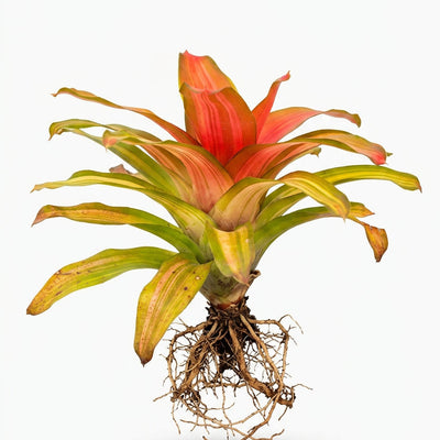 Neoregelia Orange crush Plant (Terrarium)