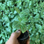 Fittonia Argyroneura Pot Plant (Terrarium)