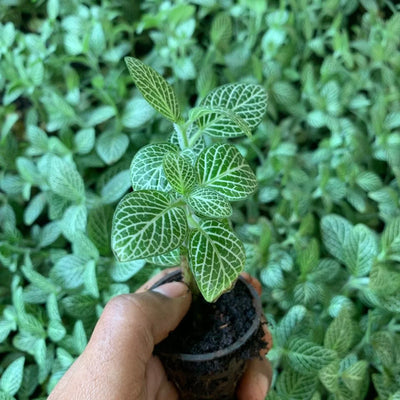 Fittonia Argyroneura Pot Plant (Terrarium)