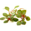 LUDWIGIA SUPER RED