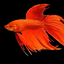 Veiltail Betta