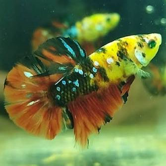 Glow Plakat Male Betta Fish