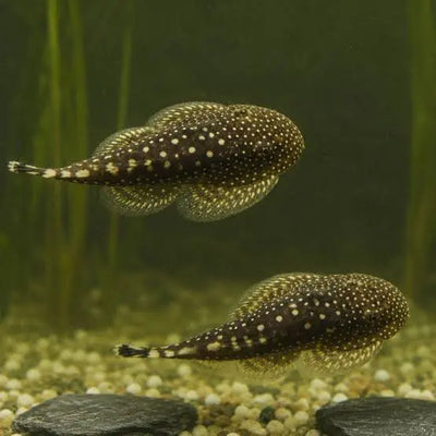 Borneo Loach 2PCS Combo Deal