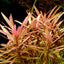 Ammania Gracilis Pot Plant