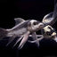 Mayan Butterfly Koi