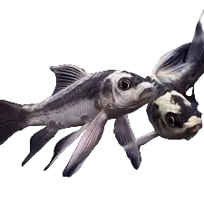 Mayan Butterfly Koi
