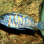 Malawi Cichlid Mix 7-8cm