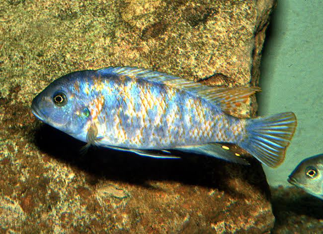 Malawi Cichlid Mix 7-8cm