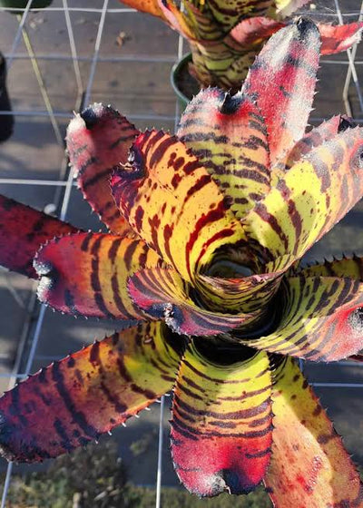 Neoregelia Red Tiger Plant (Terrarium)