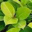 Philodendron Moon Light Plant