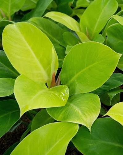 Philodendron Moon Light Plant
