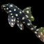 Orinoco Angel Pleco. L201