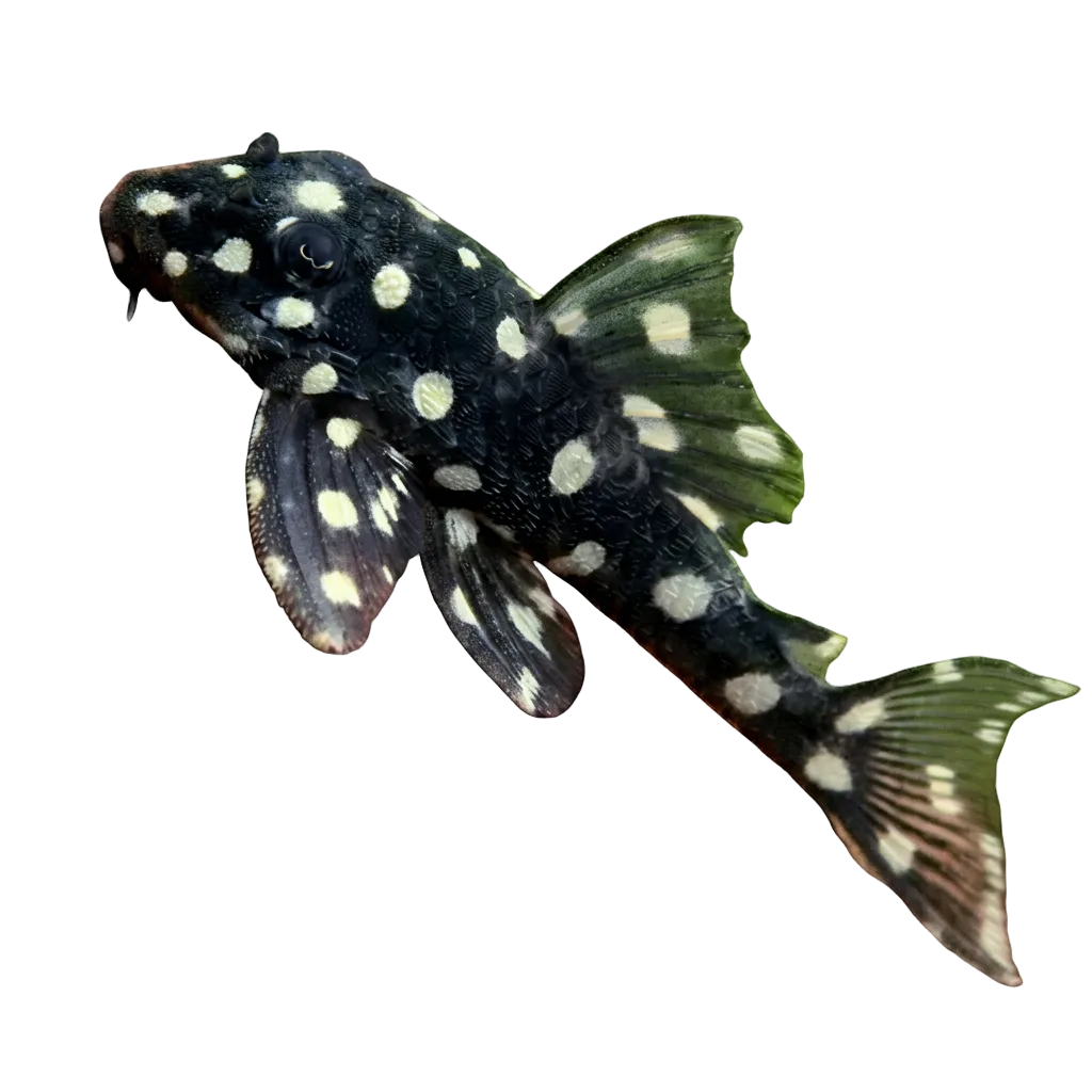 Orinoco Angel Pleco. L201
