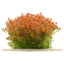Rotala Rotundifolia Pot Plant