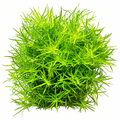 Heteranthera Zosterifolia Pot Plant