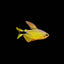 Raccoon Tetra (Hyphessobrycon procyon)