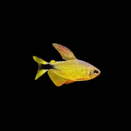 Raccoon Tetra (Hyphessobrycon procyon)