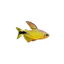 Raccoon Tetra (Hyphessobrycon procyon)