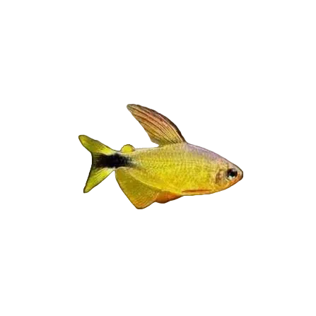 Raccoon Tetra (Hyphessobrycon procyon)