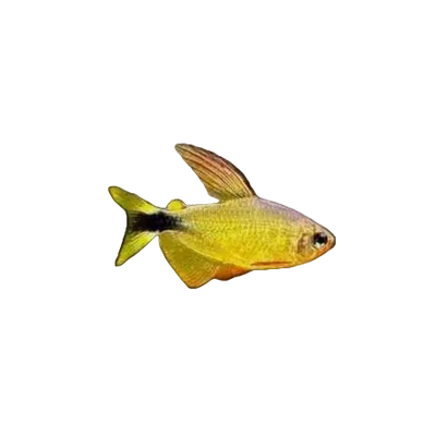 Raccoon Tetra (Hyphessobrycon procyon)