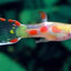 Koi Endler Guppy Male 4PCS Combo Deal